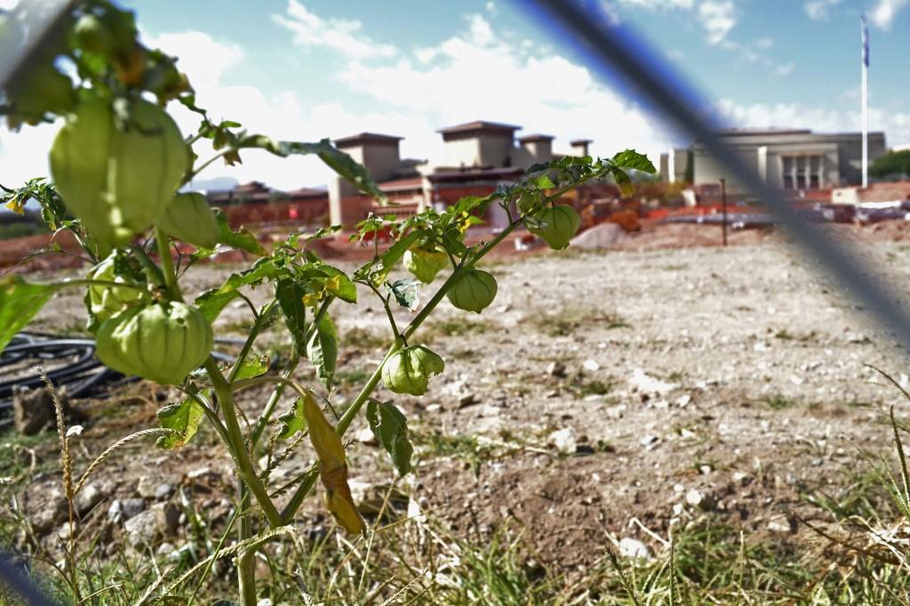 Tomatillos+growing+in+front+of+the+UTEP+Dinner+Theatre.