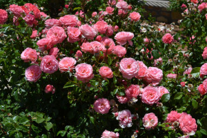 Pink roses bloom at the El Paso Municipal Rose Garden.
