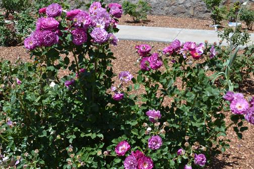 Purple roses from El Pasos Municipal Rose Garden