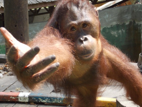 An orangutan asks for food at the KRUS Botanical Garden. 