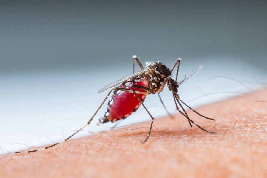 Mosquitoes+pose+health+risk%2C+experts+provide+advice