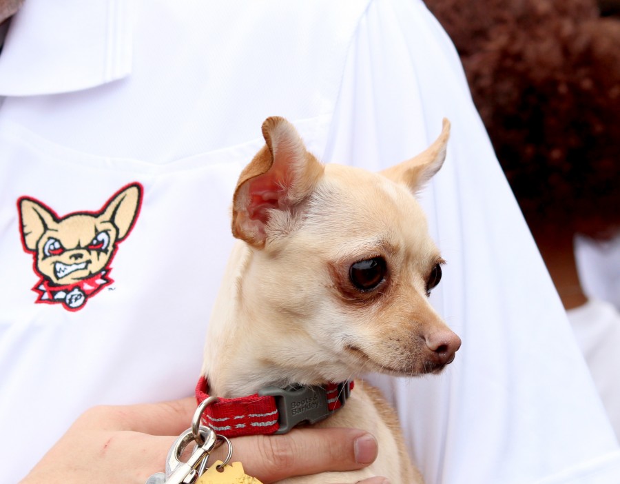 A chihuahua attends the third game of the season. 