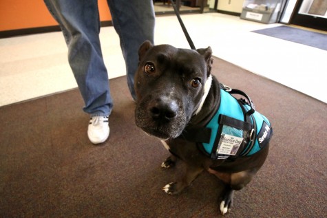 Nellie the service dog helps junior multimedia journalism student Jason Green cope with PTSD. 
