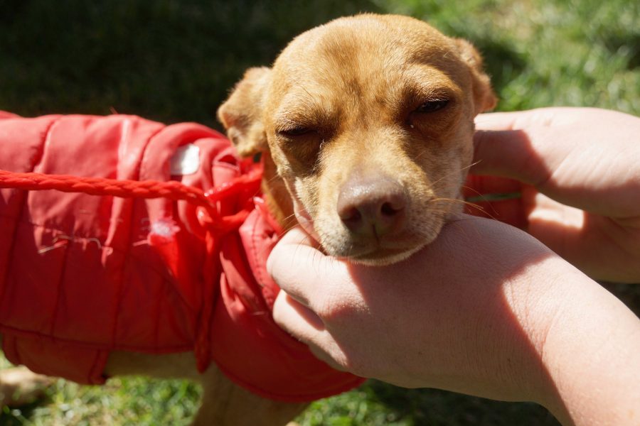 UTEP hosts Miner Paws in attempt to destress students