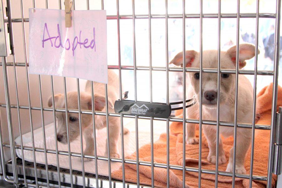 The El Paso Pet fair was held on Feb. 25 to promote dog adoptions. 