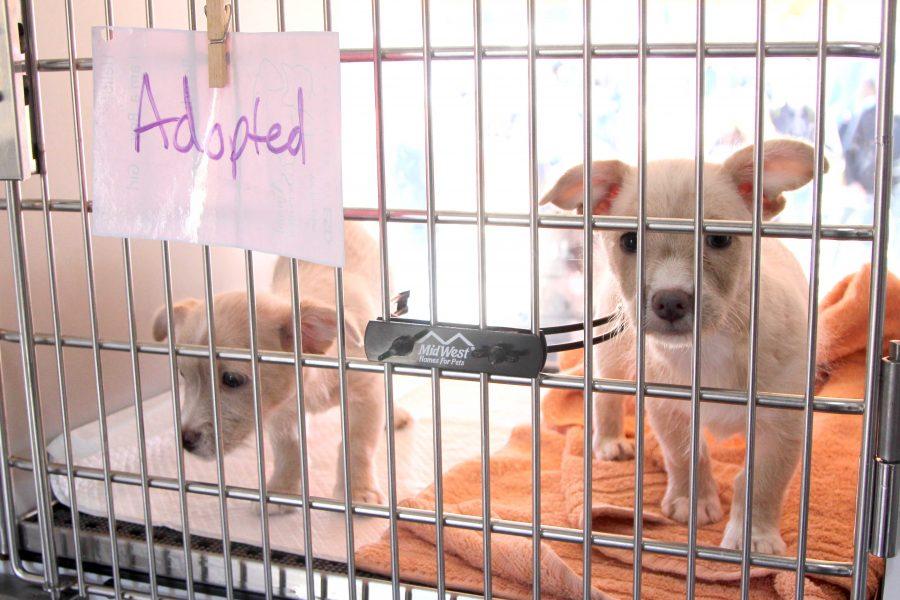 The+El+Paso+Pet+fair+was+held+on+Feb.+25+to+promote+dog+adoptions.+