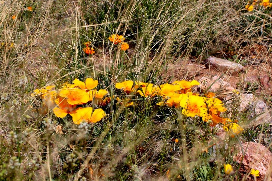 Spring blooms at annual poppies festival