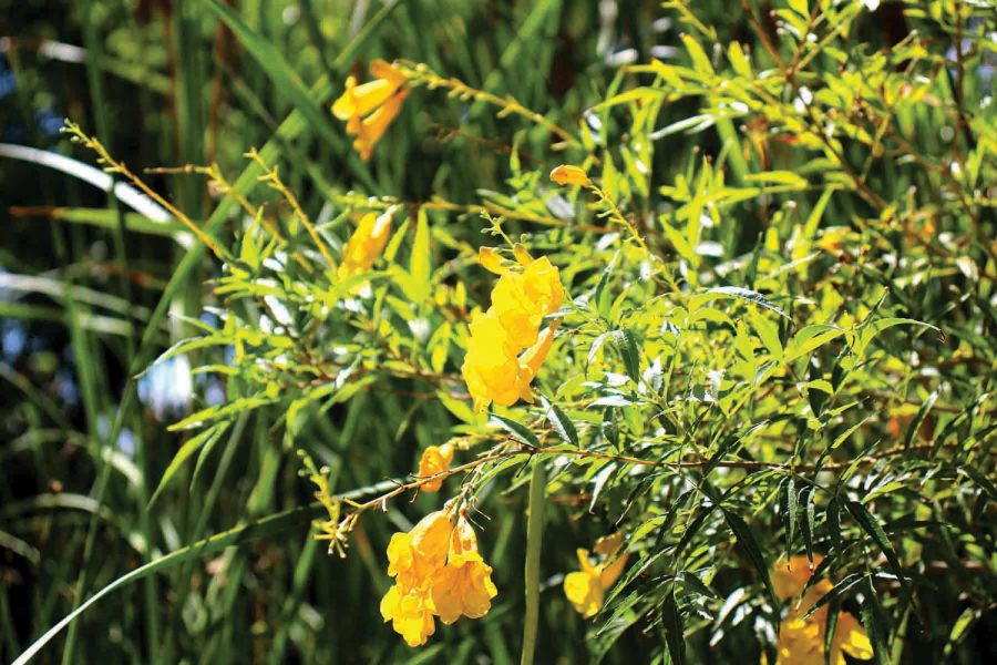 The Chihuahuan Desert Gardens at UTEP houses a variety of flora in both species and color, that captures the aesthetic of the southwest. 