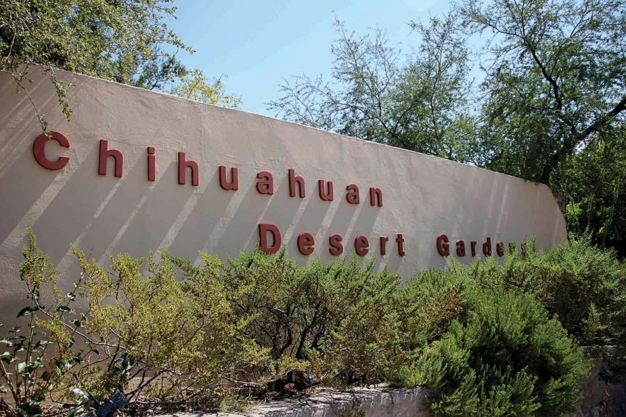 The Chihuahuan Desert Gardens at UTEP houses a variety of flora in both species and color, that captures the aesthetic of the southwest. 