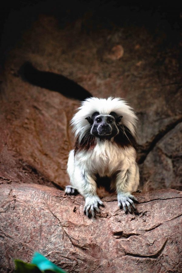 The Tamarin monkeys at the El Paso Zoo will be fed cockroaches on Valentines Day, as a part of their Quit Bugging Me event.