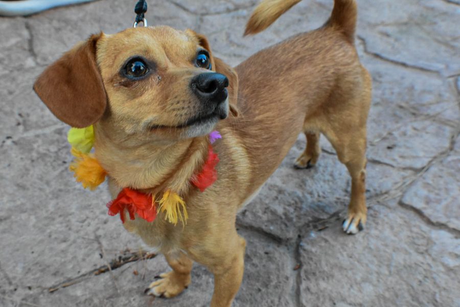 Local Canine comes out to show support for Queer Solidarity March in Downtown El Paso june 13, 2020.