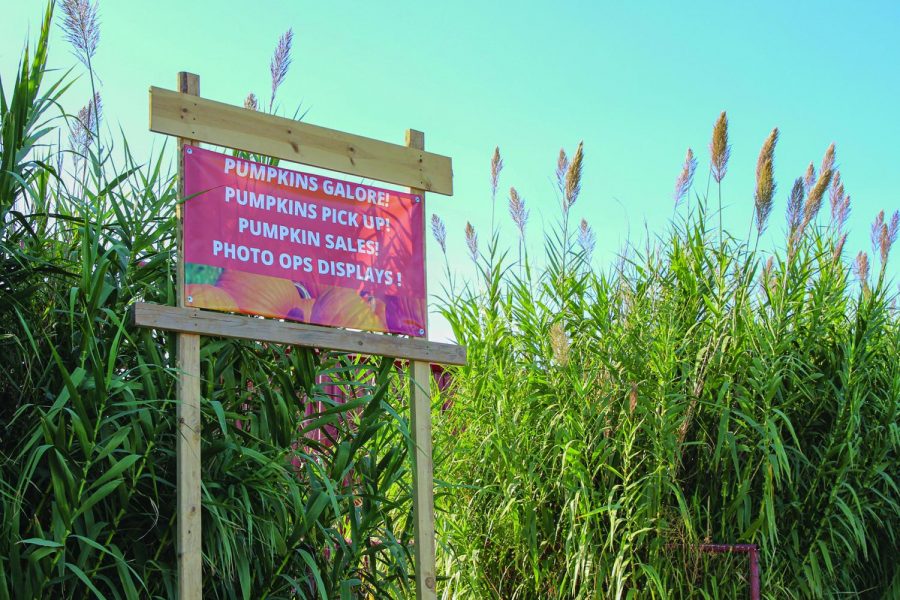 Although the coronavirus pandemic has put a halt to many activities throughout the year, La Union Maze and Mesilla Valley Maze will be up and running this season with some restrictions.