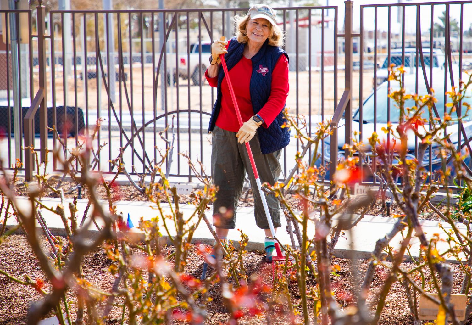 Master+Gardeners+keep+El+Paso+Municipal+Rose+Garden+blooming