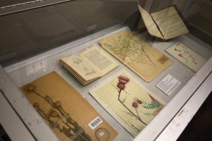 “Where will we grow” exhibit on display in the Centennial Museum and Chihuahua Desert Gardens