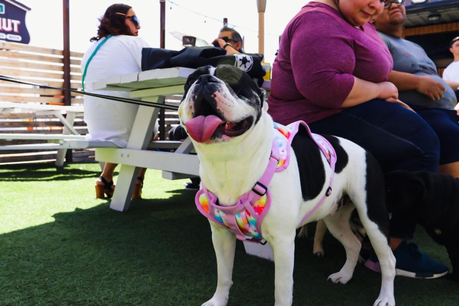 4-year-old bulldog Bailey owned by Iyleen Avalos, enjoying himself at the event. 