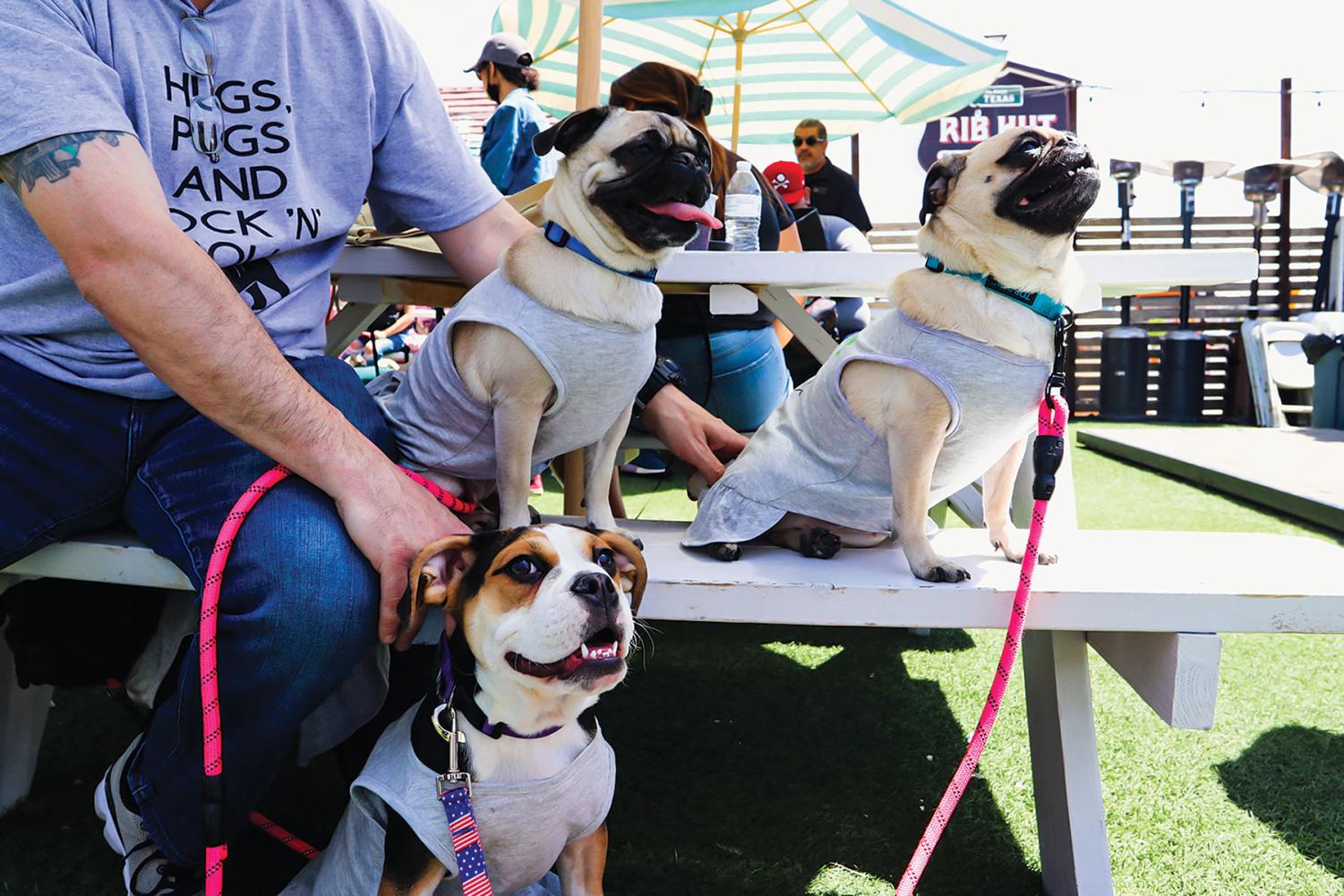 Photo+gallery%3A+Pugchella+brings+festivities+and+relaxation+for+pug+owners