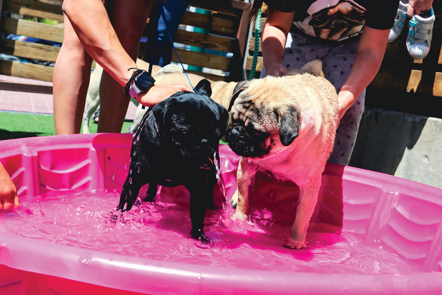 Photo+gallery%3A+Pugchella+brings+festivities+and+relaxation+for+pug+owners