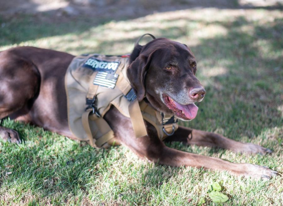 Buddha, the first of Schipraks service dogs and who keeps him safe from PTSD triggers. He will be walking the stage along with Shiprak as an honorary graduate.
