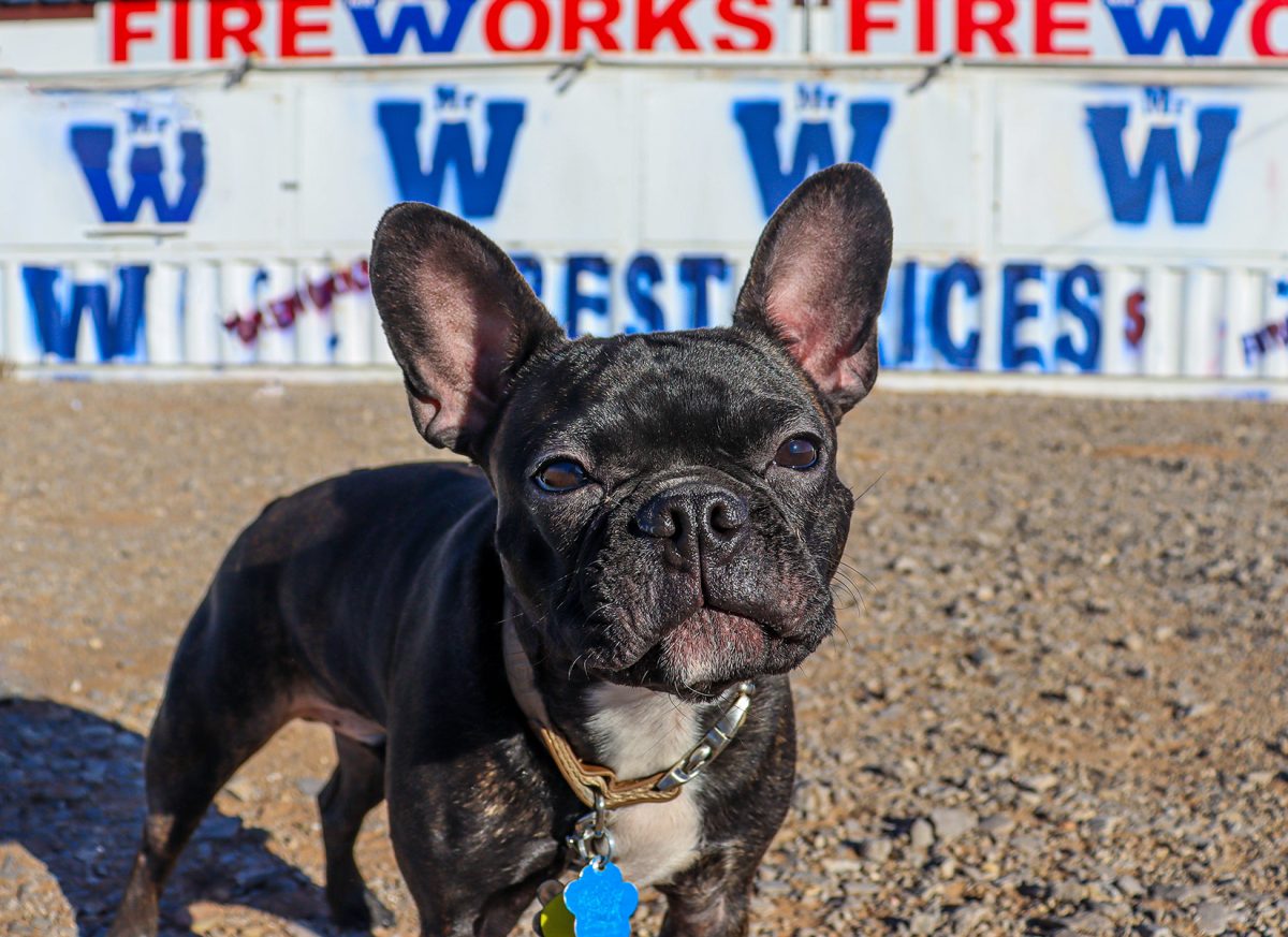 Around 40% of dogs suffer from noise-related phobias. One of the major ones being fireworks which trigger stress responses that can affect their overall health. 