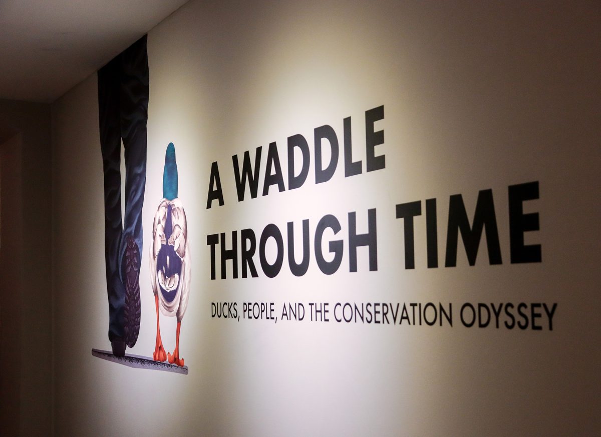 A Waddle Through Time exhibit at Centennial Museum and Chihuahuan Desert Gardens open from Jan 27 through July 27, 2024. 
