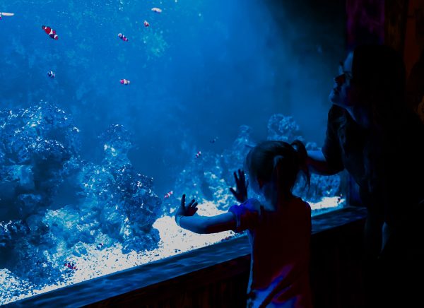 Little girl admires clownfish at the aquarium. 
