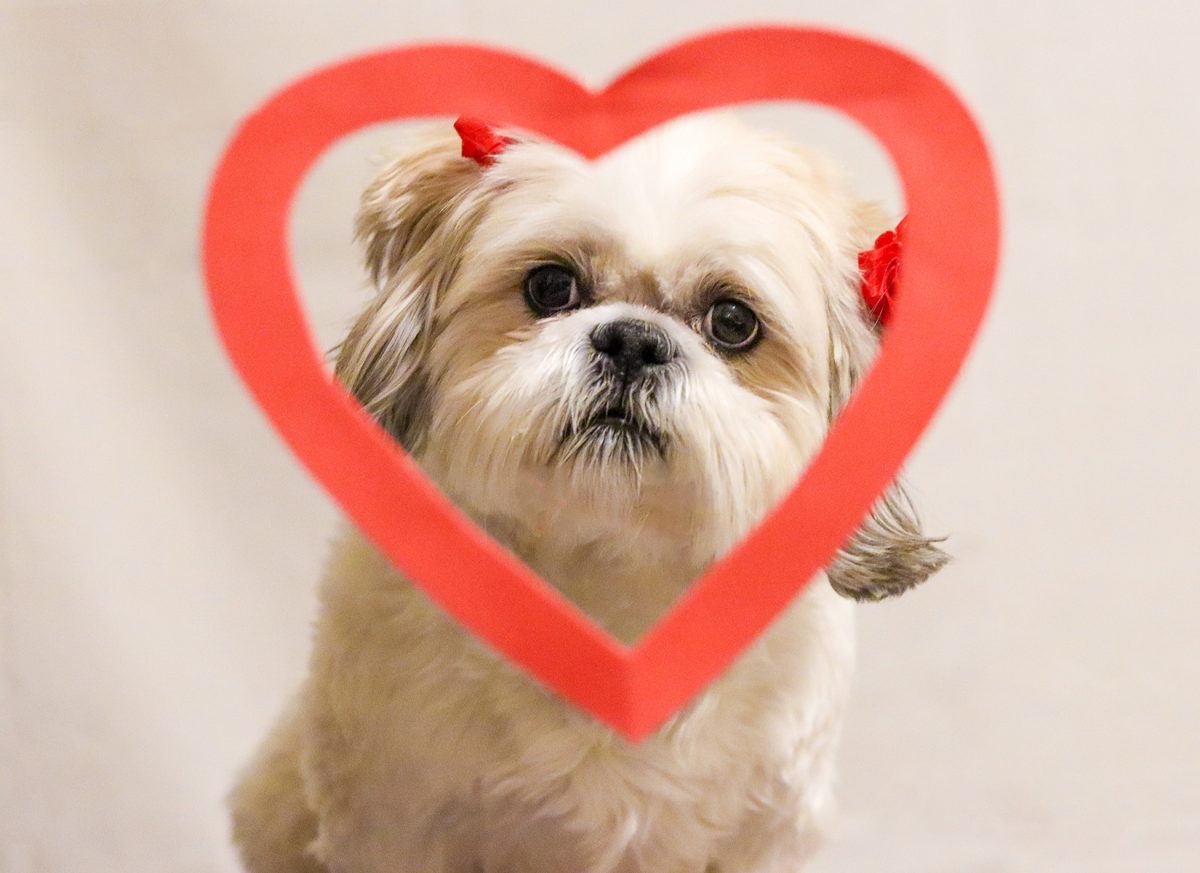 A fluffy furry friend surrounded by Valentines Day decor brings a wagging tail and heartwarming charm to the holiday season. 