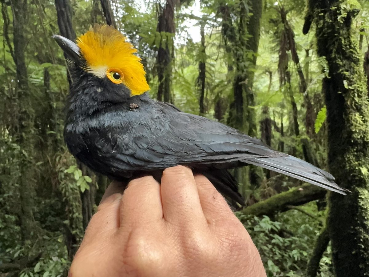 The first-ever photograph of the Yellow-crested Helmetshrike, or Prionops alberti, was taken during a recent expedition led by UTEP scientists. Photo courtesy of Matty Brady/The University of Texas at El Paso.
