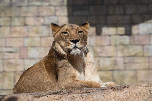 Recently, the Zoological society, a non-profit organization in El Paso that raises funds and provides volunteers for the El Paso Zoo, lost its long-time contract with the city.