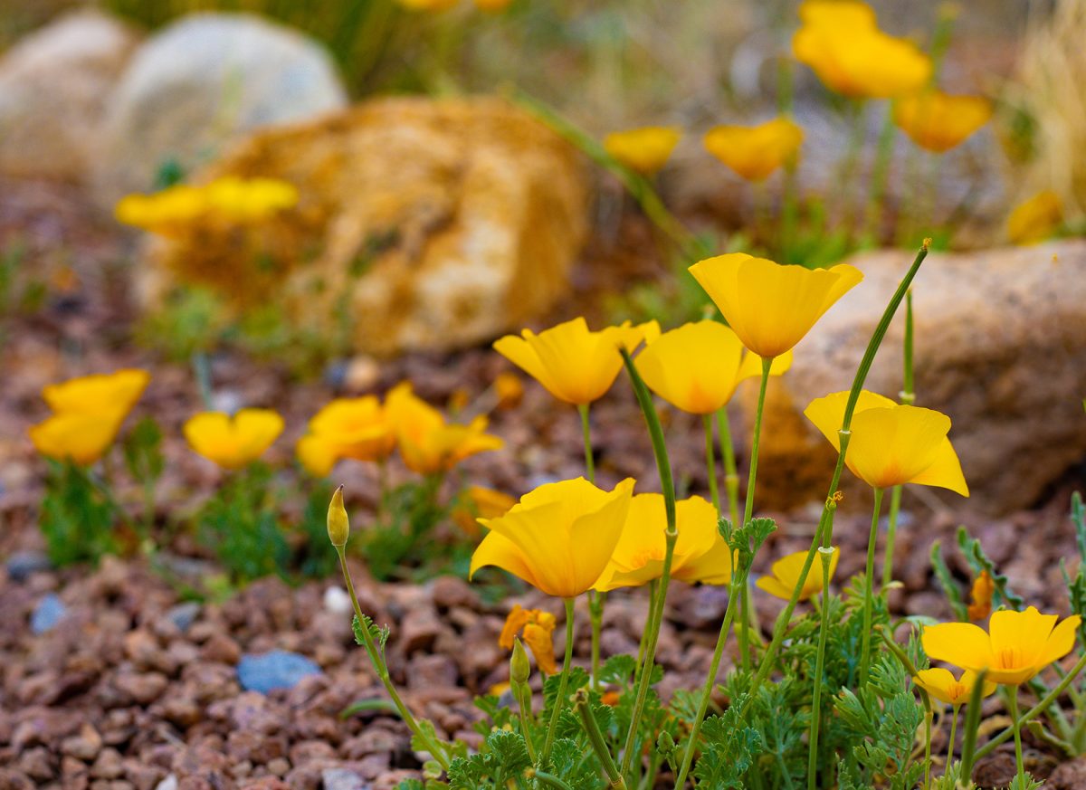 Blooming poppies during the Poppies Fest, Mar. 23 at the El Paso Museum of Archeology.