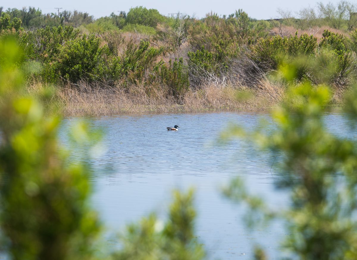 Rio Bosque Wetlands faces an uncertain future amid TXDOT expansion proposal.